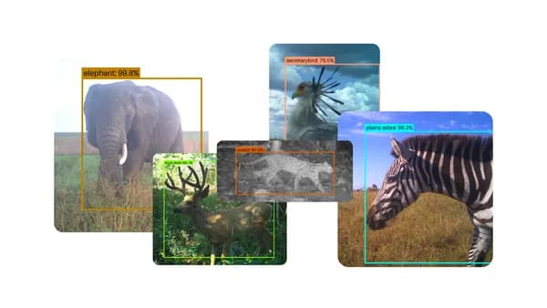 How our open-source AI model SpeciesNet is helping to promote wildlife conservation